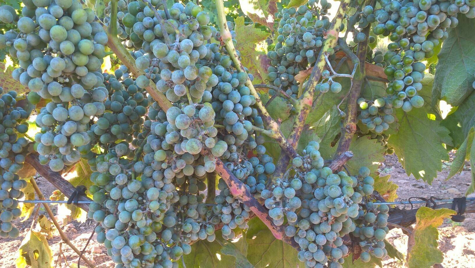 certis-fungicida-Karbicure|certis-fungicida-Karbicure